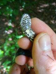 Ommatotriton ophryticus