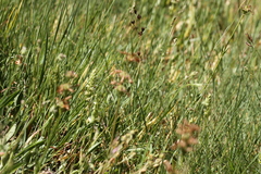 Spiranthes × stellata
