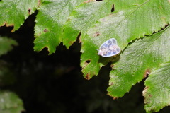 Borysthenes maculatus