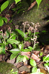 Odontochilus brevistylis
