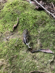 Tanna sozanensis