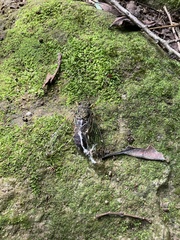Tanna sozanensis