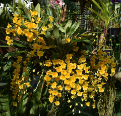 Dendrobium lindleyi