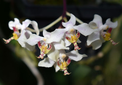 Paraphalaenopsis serpentilingua