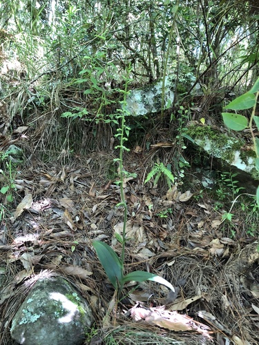Platanthera minor iNat (3)