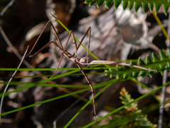 Anophelepis telesphorus