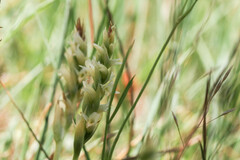 Spiranthes × stellata
