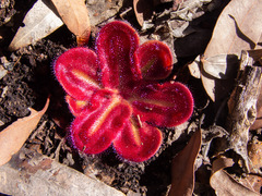 Drosera squamosa