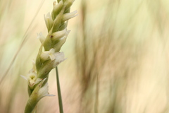 Spiranthes × stellata