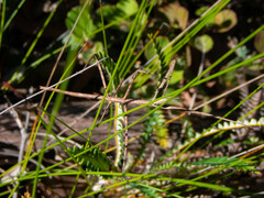 Anophelepis telesphorus