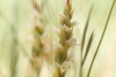 Spiranthes × stellata