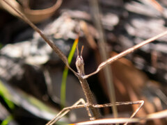 Anophelepis telesphorus