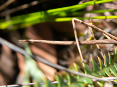 Anophelepis telesphorus