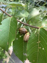 Mimela testaceoviridis