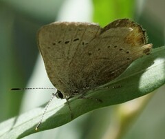 Satyrium sylvinus