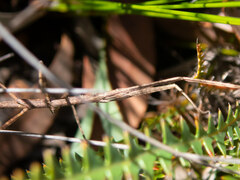 Anophelepis telesphorus