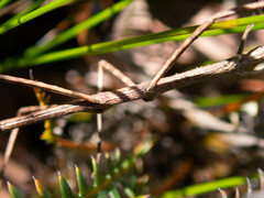 Anophelepis telesphorus
