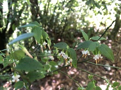 Vaccinium japonicum