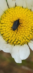 Odontocorynus umbellae