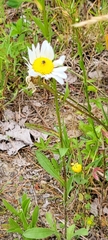 Odontocorynus umbellae