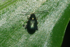 Aphthona strigosa