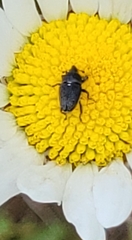 Odontocorynus umbellae