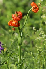Lilium carniolicum