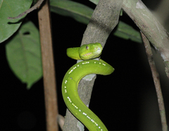 Morelia viridis