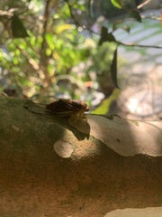 Vagitanus terminalis