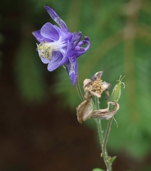 Aquilegia nigricans