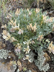 Astragalus helmii tergeminus