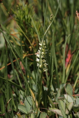 Spiranthes × stellata