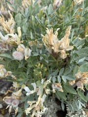 Astragalus helmii tergeminus