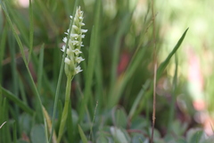 Spiranthes × stellata