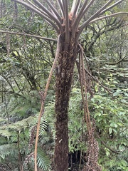 Alsophila spinulosa