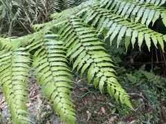 Alsophila spinulosa