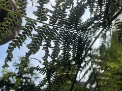Alsophila spinulosa