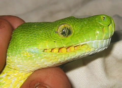 Morelia viridis