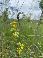 Tephroseris integrifolia