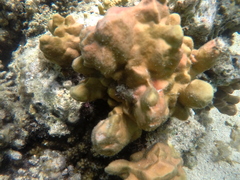 Millepora exaesa