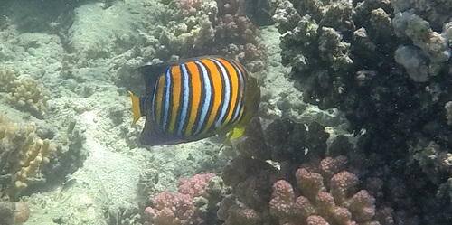 Regal Angelfish — seen at this dive site