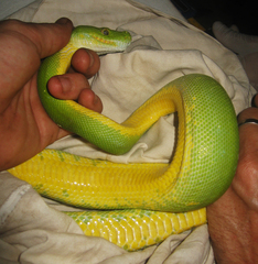 Morelia viridis