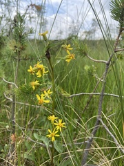 Tephroseris integrifolia