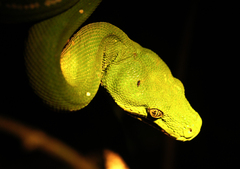 Morelia viridis