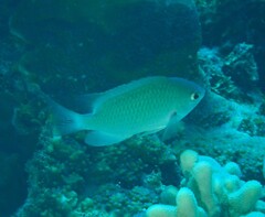 Pomacentrus callainus