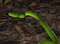Morelia viridis