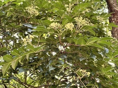 Tetradium ruticarpum