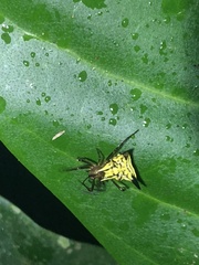 Micrathena acuta
