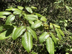Toxicodendron orientale