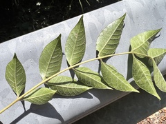 Tetradium ruticarpum